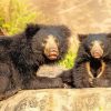 Sloth Bears paint by number