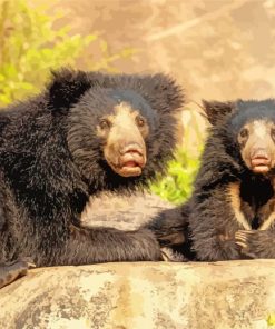 Sloth Bears paint by number