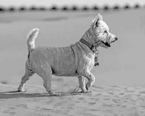 Westhighland Dog In Desert paint by number