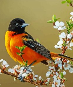 Baltimore Oriole On Tree paint by number