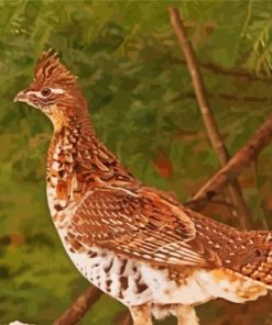 Ruffed Grouse paint by number