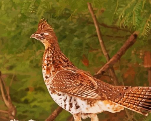 Ruffed Grouse paint by number