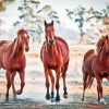 Brown Galloping Horses paint by number