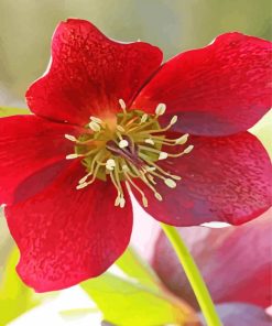 Red Hellebore paint by number