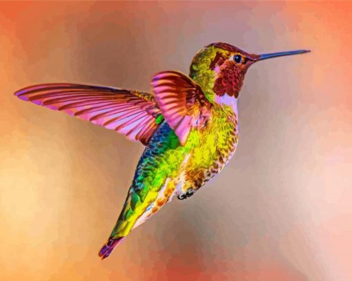 Flying Rainbow Hummingbird paint by number