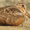 Woodcock Bird paint by number