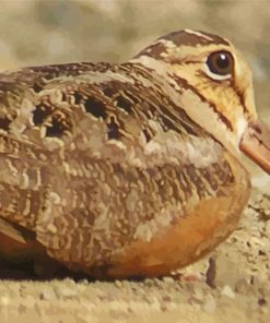 Woodcock Bird paint by number