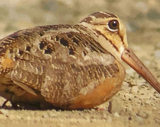 Woodcock Bird paint by number