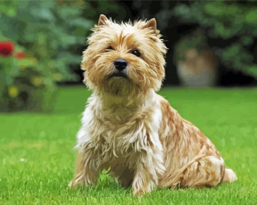 Adorable Cairn Terrier Dog paint by number
