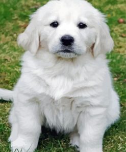 Adorable White Retriever Puppy paint by number