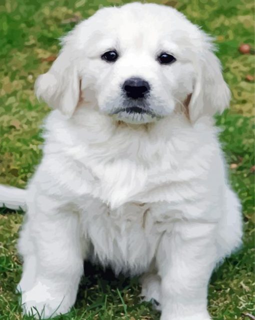 Adorable White Retriever Puppy paint by number