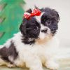 Shih Tzu Dog Puppy paint by number