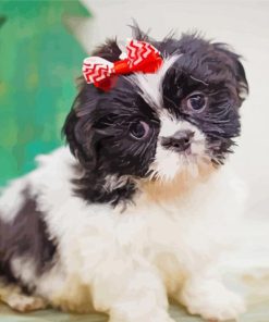 Shih Tzu Dog Puppy paint by number