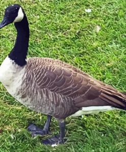 Canada Geese paint by number