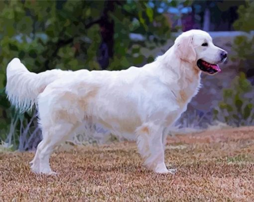 English Golden Retriever paint by number