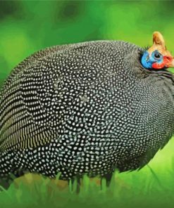 Guineafowl paint by number