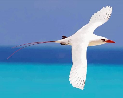 Red Tailed Sea Tropicbird paint by number