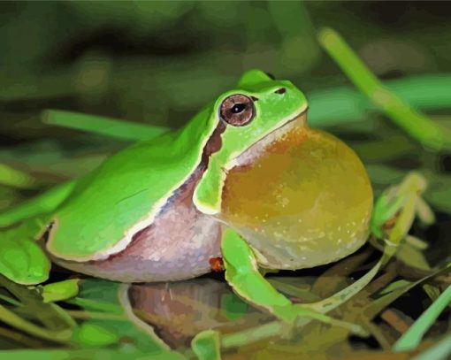 The European Tree Frog paint by number