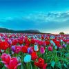 Tulip Field Landscape paint by number