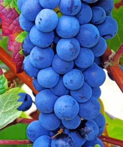 Aesthetic Grape Vines paint by number