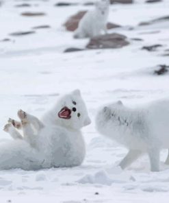 Baby Arctic Foxes paint by number