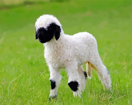 Baby Sheep Valais Blacknose paint by number