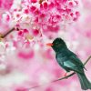 Black Bird In Pink Flowers paint by number