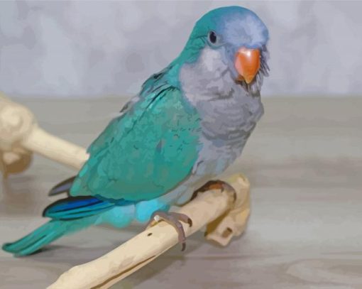 Cute Blue Quaker Parrot Bird paint by number