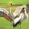 Grey Crowned Crane paint by number