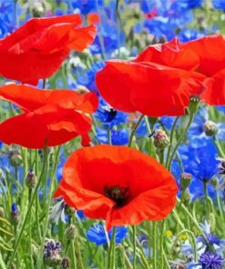 Red Poppies And blue Cornflowers paint by number