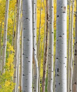 White Silver Birch Trees With Yellow Leaves paint by number