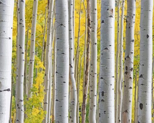 White Silver Birch Trees With Yellow Leaves paint by number