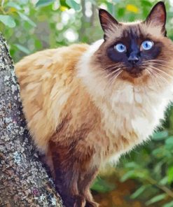 Balinese Cat paint by number