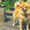 Blonde Pomchi Dog paint by number