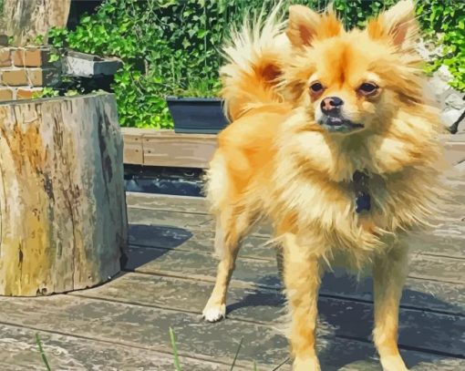 Blonde Pomchi Dog paint by number