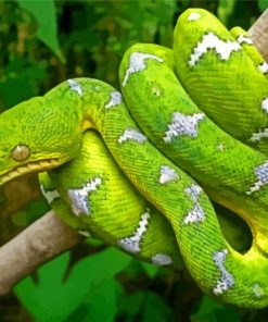 Emerald Snake paint by number