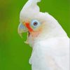 Goffins Cockatoos paint by number
