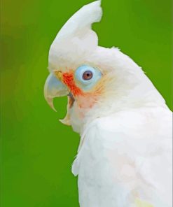 Goffins Cockatoos paint by number