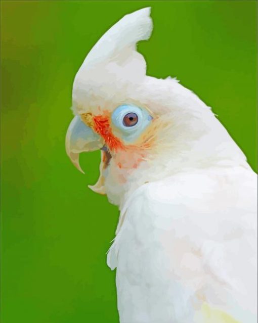 Goffins Cockatoos paint by number