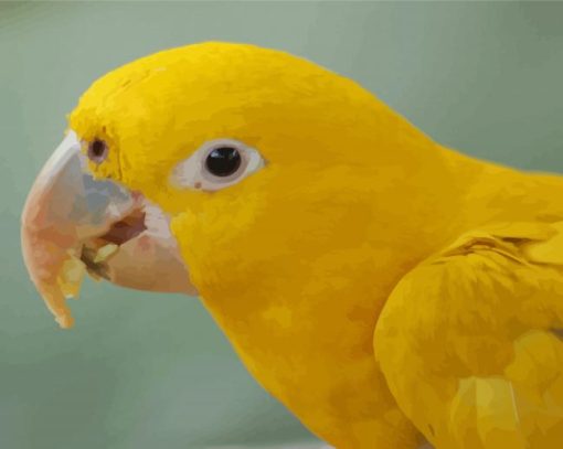 Golden Conures Head paint by number