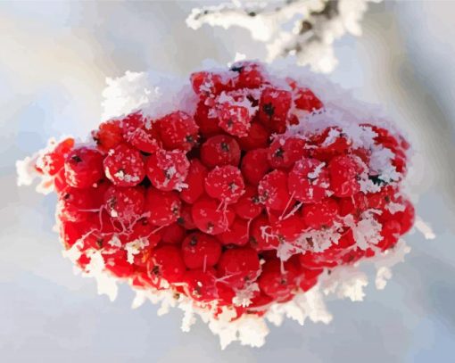 Iced Rowanberry paint by number