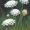 Queen Annes Lace Art Print By Lisa Kretchman paint by number