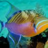 Queen Triggerfish paint by number