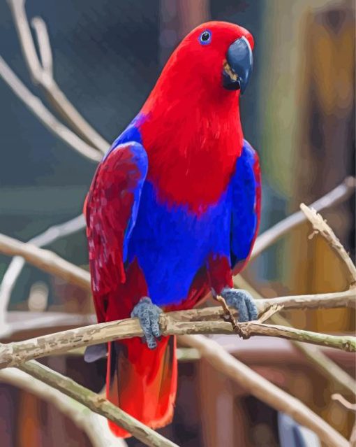 Red And Blue Eclectus Parrot paint by number