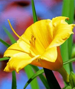 Yellow Long Daylily paint by number