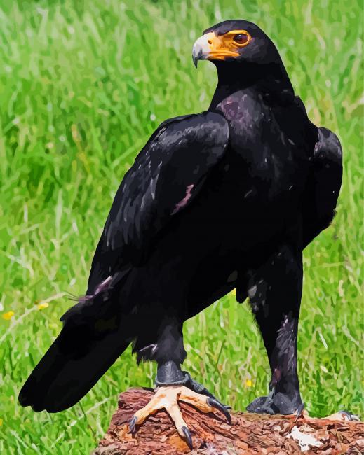 Aesthetic Black Eagle Bird paint by number