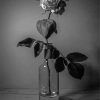 Black And White Roses In Bottle paint by number