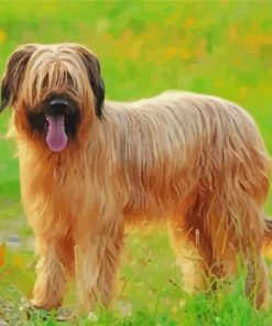 Briard Dog Animal paint by number