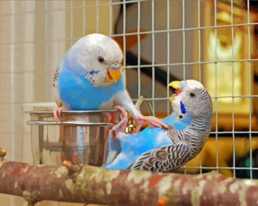 Budgies Fighting paint by number