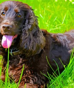 Chocolate Brown Field Spaniel paint by number